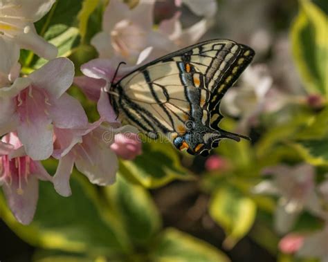 Eastern Tiger Swallowtail Butterfly In Spring In A New Hampshire Garden