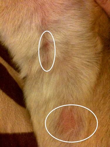 Bald Red Scaly Spots Puppy Forum And Dog Forums
