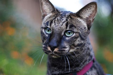 In 1996, patrick kelly and joyce sroufe wrote the original version of the savannah breed standard and presented it to the board of the international cat association (tica). Spotted Love Savannah Cat Blog: November 2012