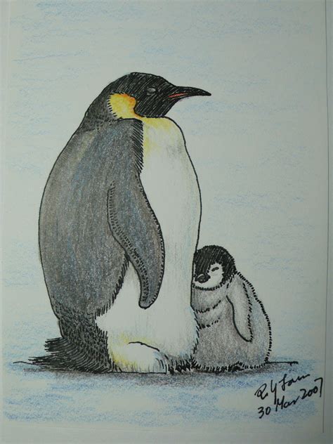 Emperor Penguin Drawing At Getdrawings Free Download