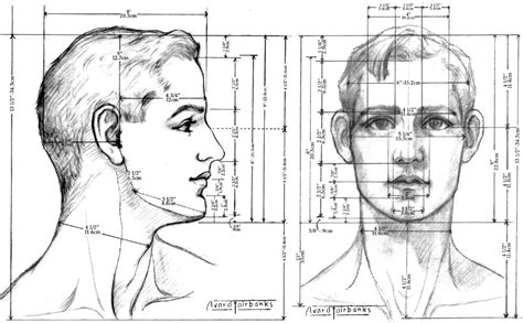 Male Head Proportions Body Proportions Wikipedia Head Proportions