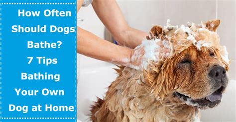 How Often Should Dogs Bathe 7 Tips Bathing Your Own Dog At Home Petxu