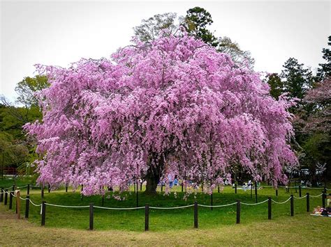 Weeping cherry trees, known scientifically as prunus subhirtella, variety pendula, is a graceful, ornamental tree favored for its long, sweeping branches and delicate pink springtime blooms. Pink Weeping Cherry For Sale Online | The Tree Center