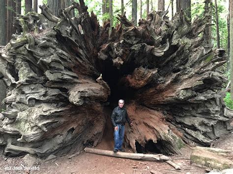 Fallen Redwood Saras Fave Photo Blog