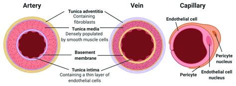 Structure Of Blood Vessels Diagram Shows Compositions Of The Three