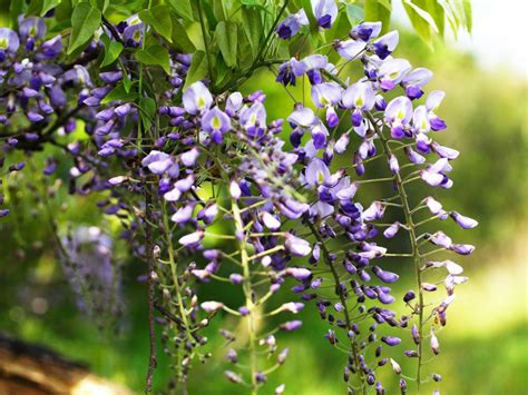 The biochemical profile of listeria includes: Wisteria floribunda - Japanese Wisteria | World of Flowering Plants