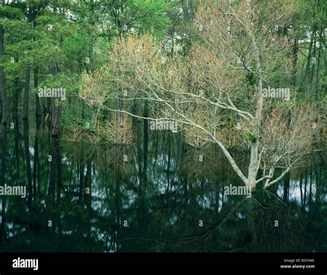NORTH CAROLINA. USA. Pines & maples in Great Dismal Swamp in early