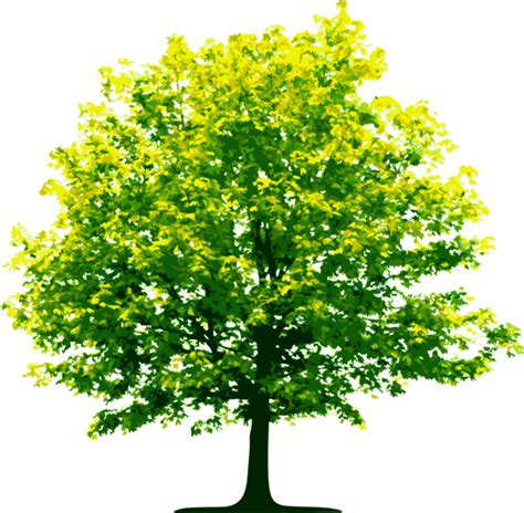 Tree Png Illustrator | PNG Images Download | Tree Png Illustrator pictures Download | Tree Png ...