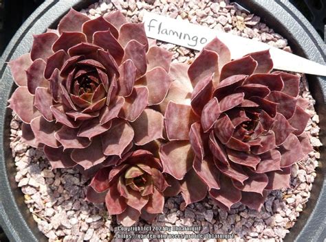 Photo Of The Entire Plant Of Hen And Chicks Sempervivum Flamingo