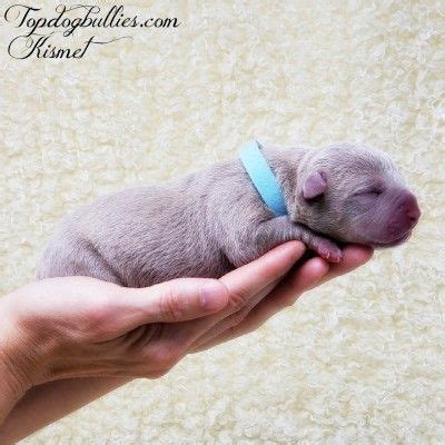 Your weimaraner puppy will have it's first full set of shots by our vet with shot records, akc pet registration form (if you want to register your puppy) and both parents will be on site. Blue Merle Pitbull Puppies For Sale Near Me
