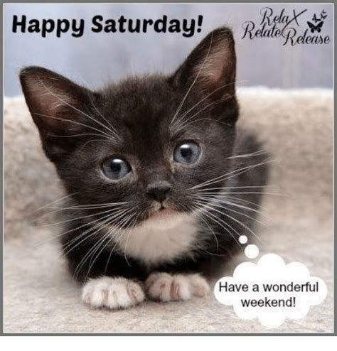 Funny Saturday Memes 45 Pretty Cats Beautiful Cats Animals Beautiful