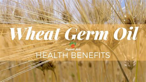 Interesting Facts About Wheat Germ Oil Health Benefits Of Wheat Germ