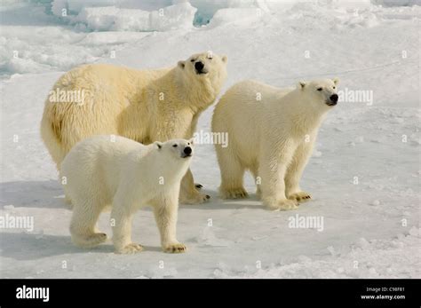 Female Polar Bear Ursus Maritimus With Two Adolescent Cubs On