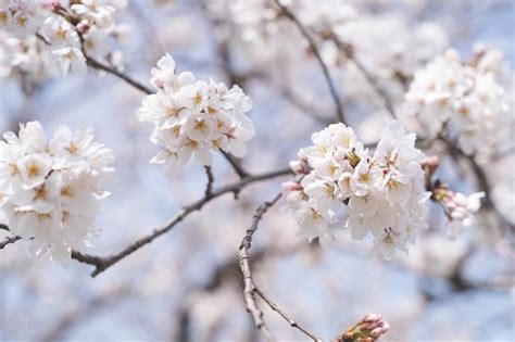Premium Photo Someiyoshino Cherry Blossoms In Full Bloom Spring