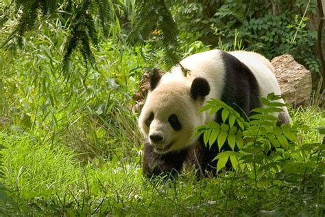 Panda Na Vzestupu V čínské Přírodě Dnes žije Už Přes 2 000 Pand 100