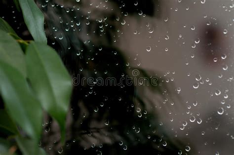 Raindrops On Glass Stock Image Image Of Purity Water 82353151