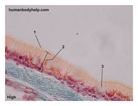 Pseudostratified Ciliated Columnar Epithelium (with Goblet Cells