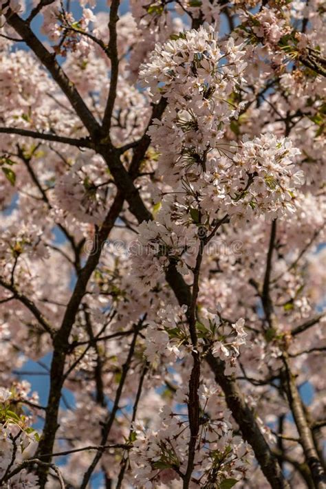 We did not find results for: Fiori Bianchi Su Un Albero Sul Campo Verde Immagine Stock ...