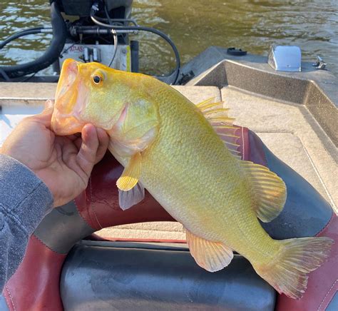 Extremely Rare Golden Largemouth Bass Caught In Virginia River Cbs News