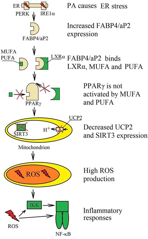 Role Of Fabp4ap2 In Pa Activity Pa Induced Er Stress Increase The