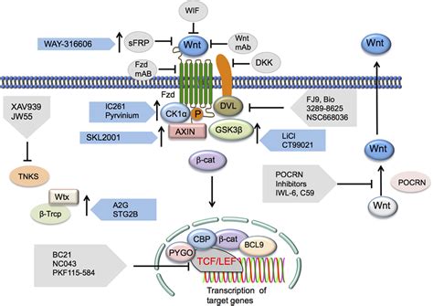 Frontiers Modulation Of Inflammatory Responses By Wnt Catenin