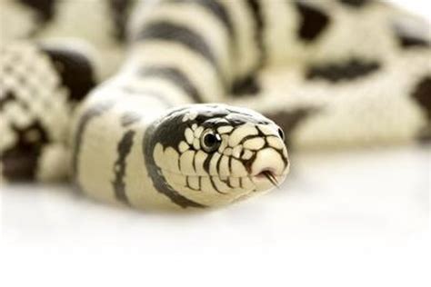 What Kind Of Snake Is Black And White Animals Momme