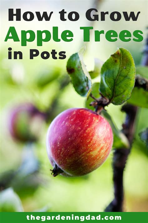 How To Grow Apple Trees In 10 Easy Steps Apple Tree Potted Trees