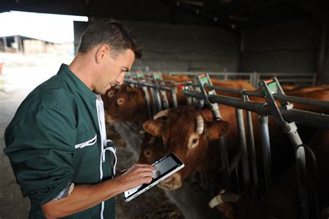 Achieving High Performance In Dairy Farms Experience Afimilk