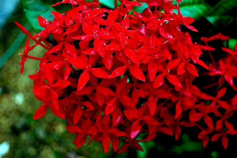 Flowers are an integral part of many special occasions. Thechi Flowers in a rainy day!!! | Flickr - Photo Sharing!