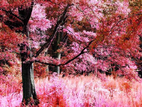 Fantasy Forest Pink Peach Digital Art By Johari Smith Pixels