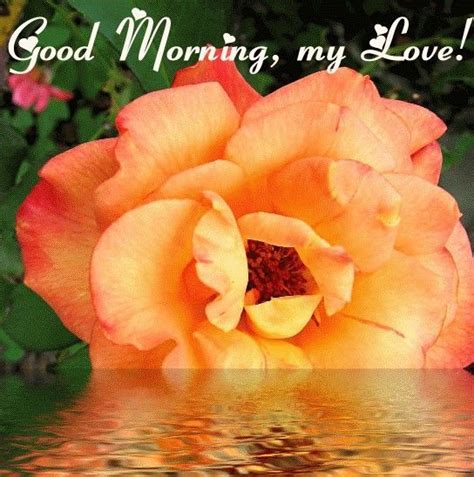We did not find results for: Good Morning My Love Quote Pictures, Photos, and Images ...
