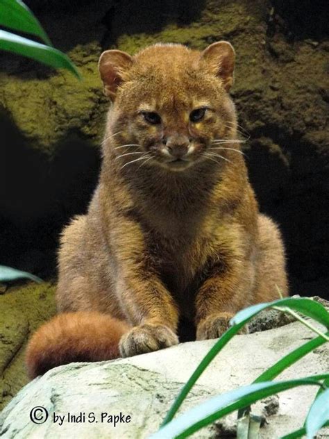 Eyra Cat In Centralandsouth America Small Wild Cats Small Cat Big Cats