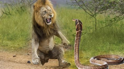 King Cobra Vs Lion Unexpected King Cobra Hunting Baby Lion In The