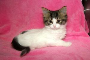 Find cats and kittens for adoption at the michigan humane society. ADOPTION EVENT @ PETSMART ANCASTER - SATURDAY ONLY ...