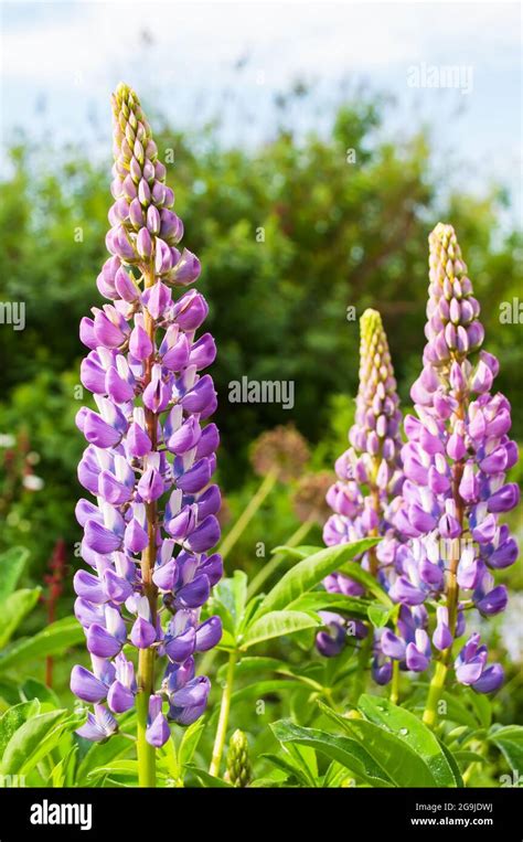 Blue Lupines Flowers Grow On The Meadow Stock Photo Alamy