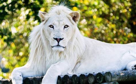 White Lion Predators Zoo King Of Beasts White Lion White Lion