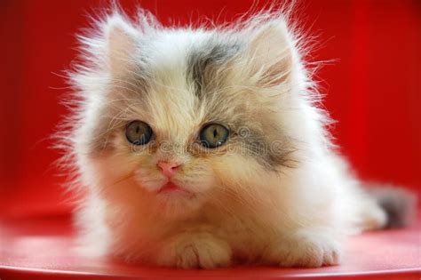 Kitten Stock Photo Image Of Horizontal Baby Cutie 19166420