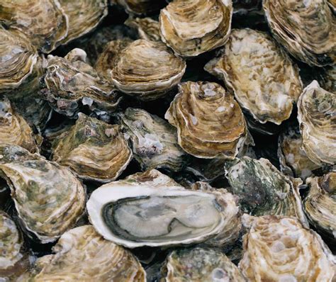 The Rise And Fall Of The American Oyster And Why Its Important Now