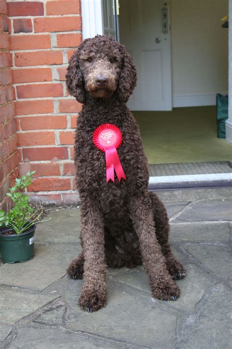 Puppy clip, continental clip, and english saddle clip. Whirly - Chocolate brown standard poodle. She had just won ...