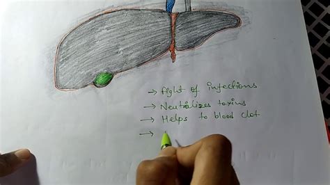 Neet Preparation The Liver Diagramatic Study For Neet Youtube