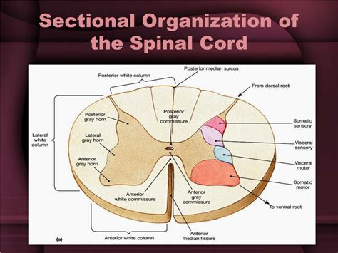 Ppt Spinal Cord Injury Powerpoint Presentation Free Download Id