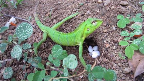 Lizard Laying Eggs Episode 1 Youtube