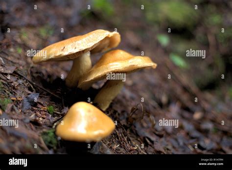 Pacific Northwest Mushroom Identification