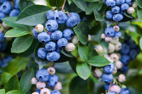 Best Berry Plants For Edible Landscaping