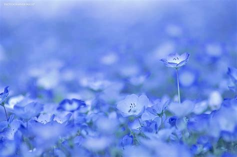 Beautiful flowers in early summer, baby blue eye flower. 4.5 Million Baby Blue Eyes In Hitachi Seaside Park In Japan
