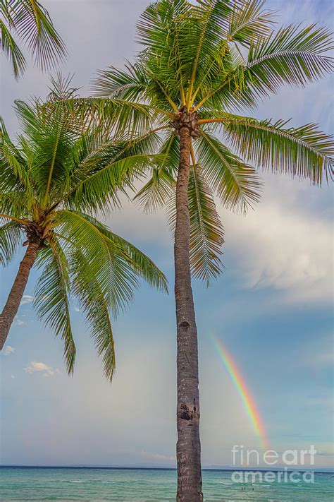 Rainbow Palms Iv Photograph By Douglas David Farrow Fine Art America