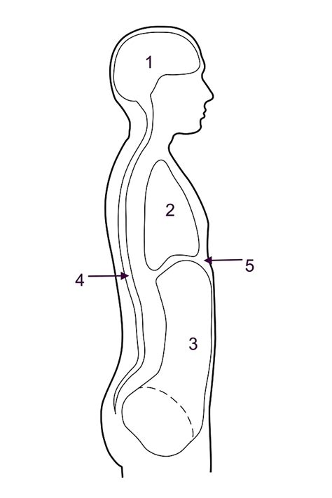 Blank body cavities worksheet thekidsworksheet