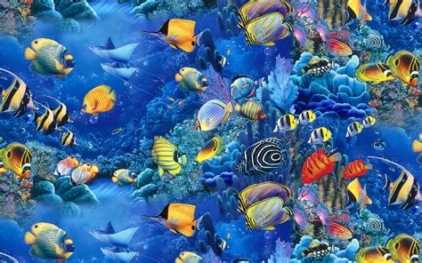 72 Cool Fish Backgrounds
