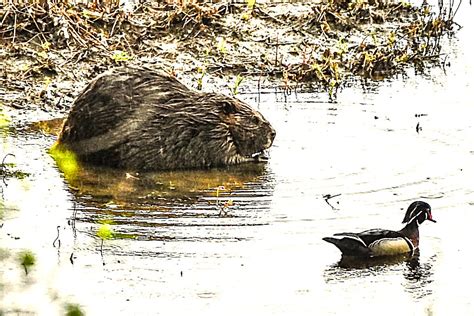 Beaver Flickr