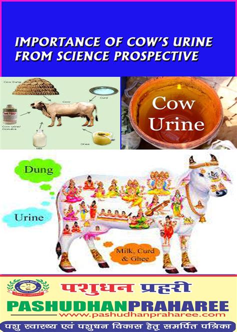 Calcium Displacement Thought Is Cow Urine Good For Skin Spectrum Home Delivery Shoulder